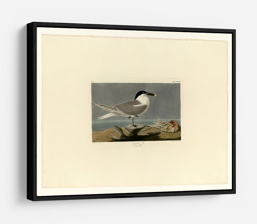 Sandwich Tern by Audubon HD Metal Print - Canvas Art Rocks - 6