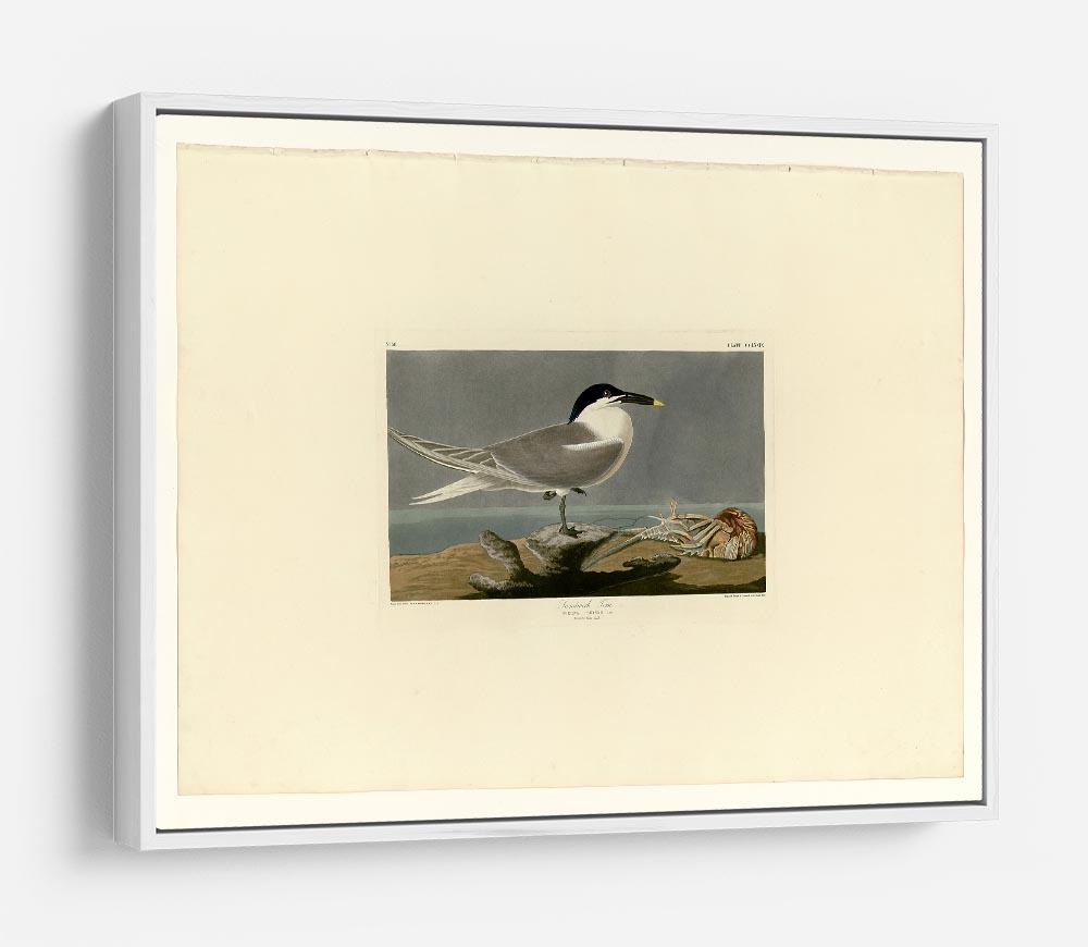 Sandwich Tern by Audubon HD Metal Print - Canvas Art Rocks - 7