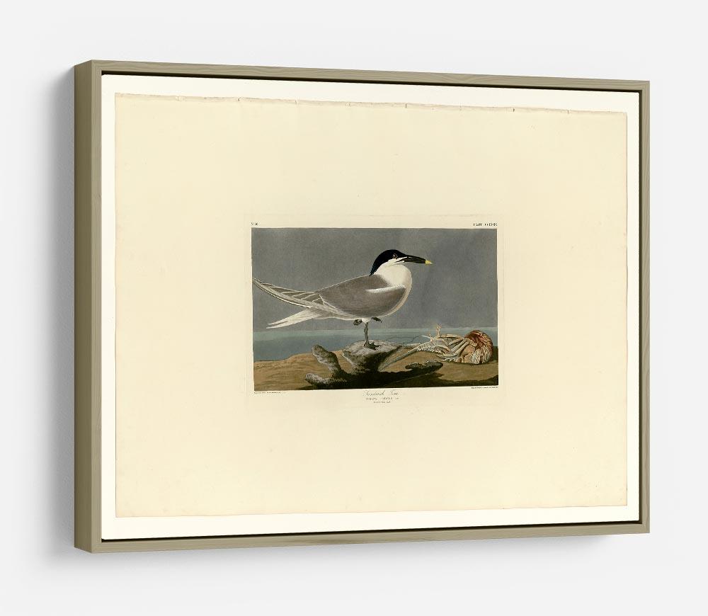 Sandwich Tern by Audubon HD Metal Print - Canvas Art Rocks - 8