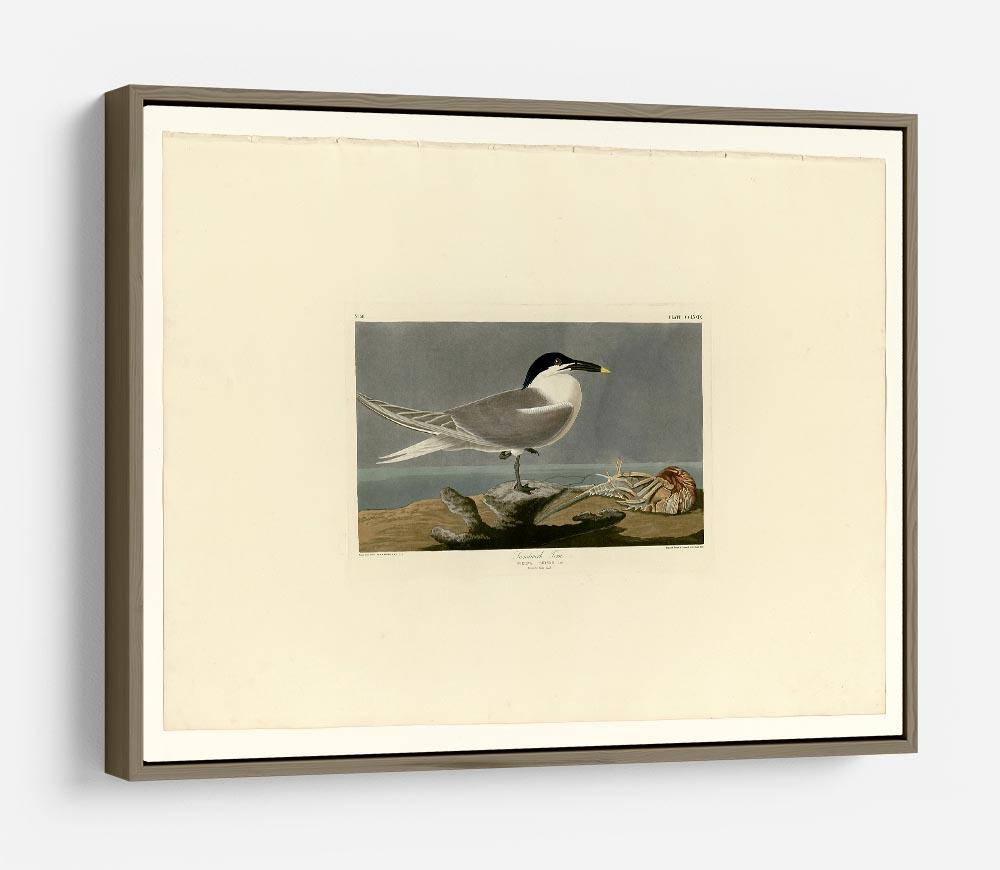 Sandwich Tern by Audubon HD Metal Print - Canvas Art Rocks - 10