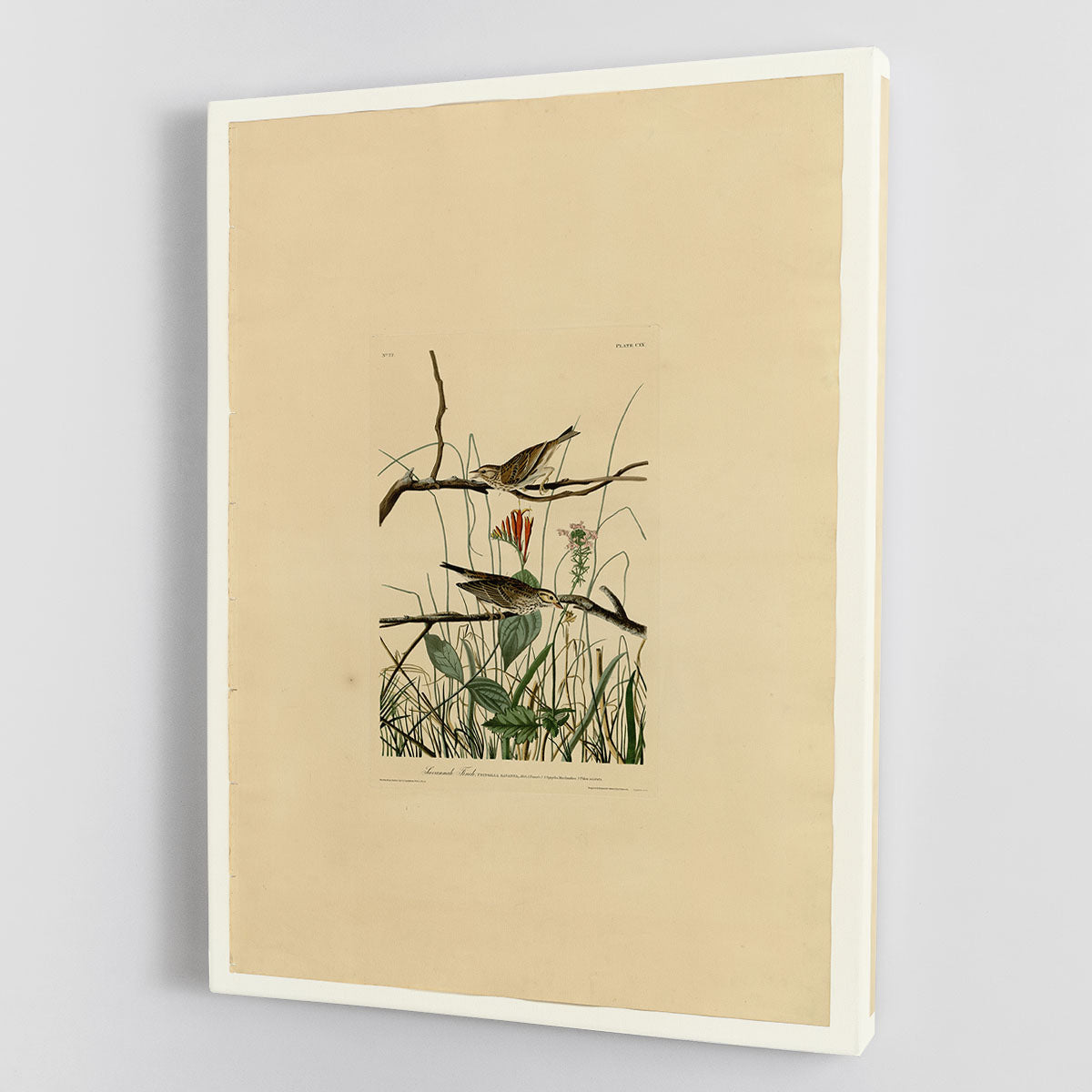 Savannah Finch by Audubon Canvas Print or Poster - Canvas Art Rocks - 1