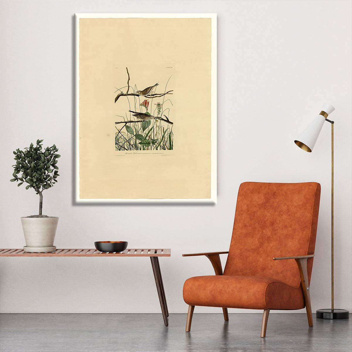 Savannah Finch by Audubon Canvas Print or Poster