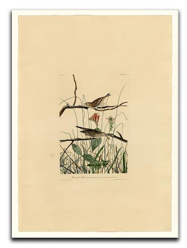 Savannah Finch by Audubon Canvas Print or Poster - Canvas Art Rocks - 1