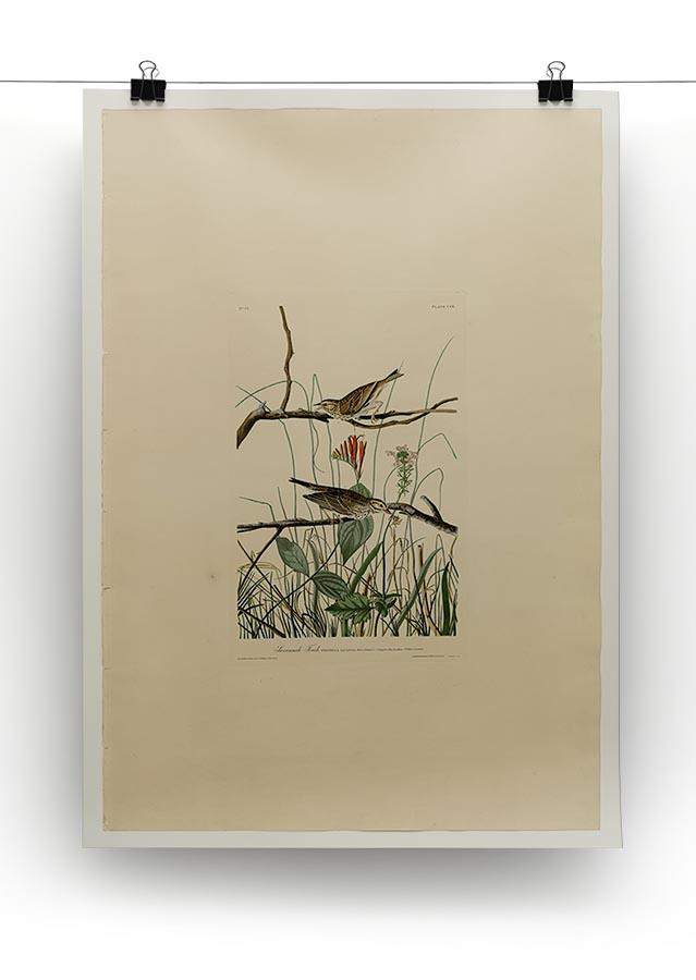 Savannah Finch by Audubon Canvas Print or Poster - Canvas Art Rocks - 2