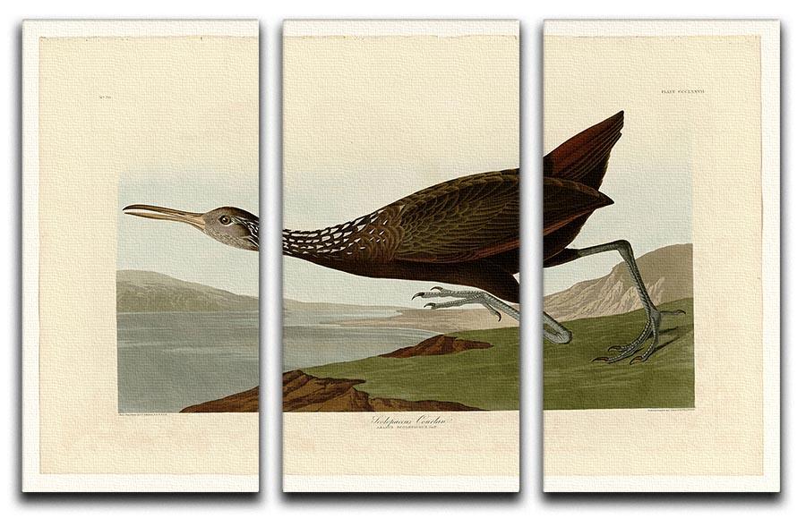 Scolopaceus Courlan by Audubon 3 Split Panel Canvas Print - Canvas Art Rocks - 1