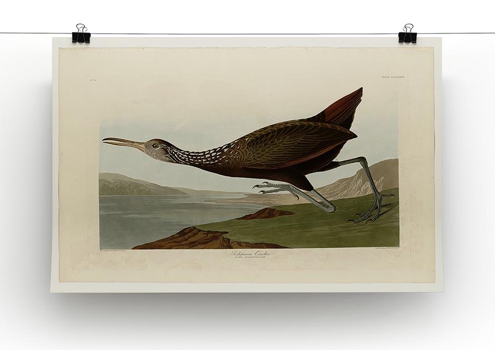 Scolopaceus Courlan by Audubon Canvas Print or Poster - Canvas Art Rocks - 2