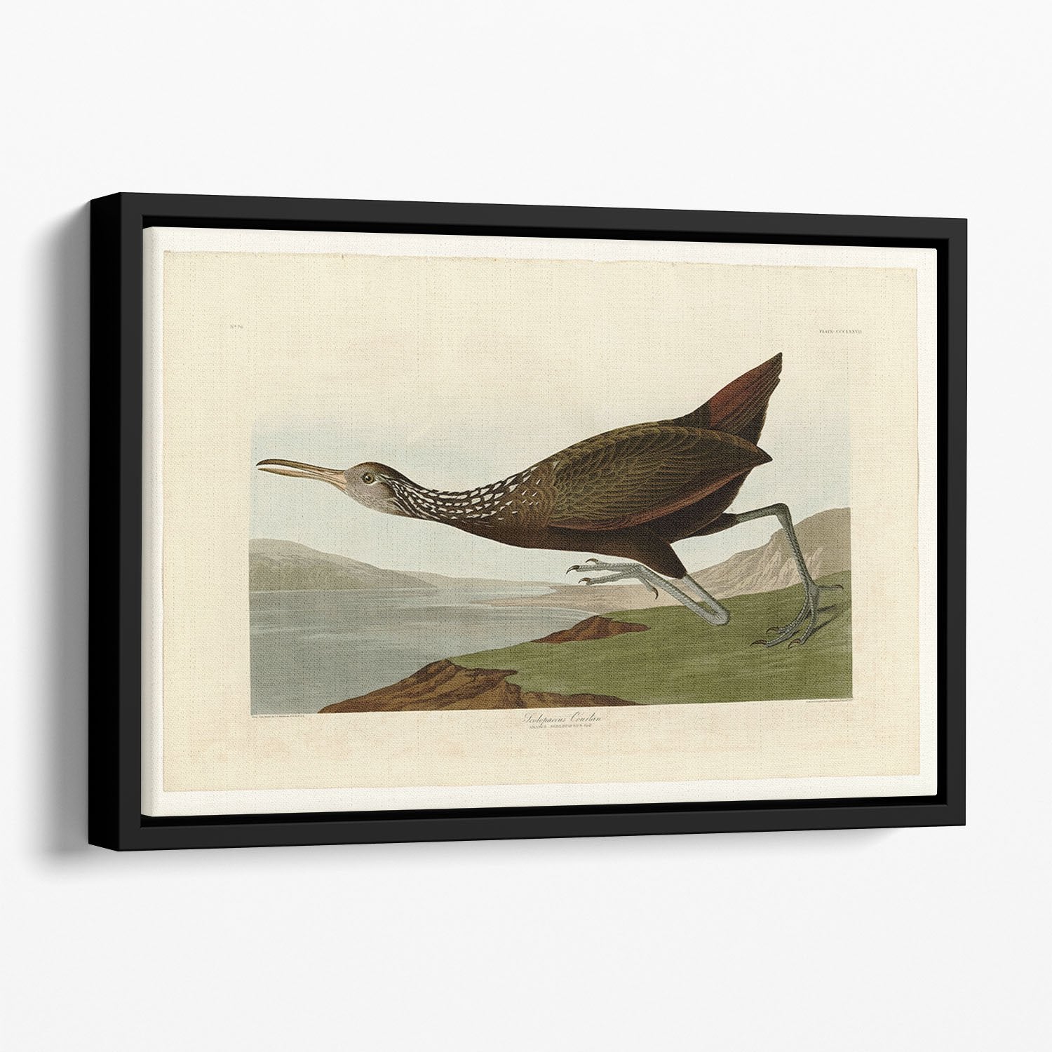 Scolopaceus Courlan by Audubon Floating Framed Canvas