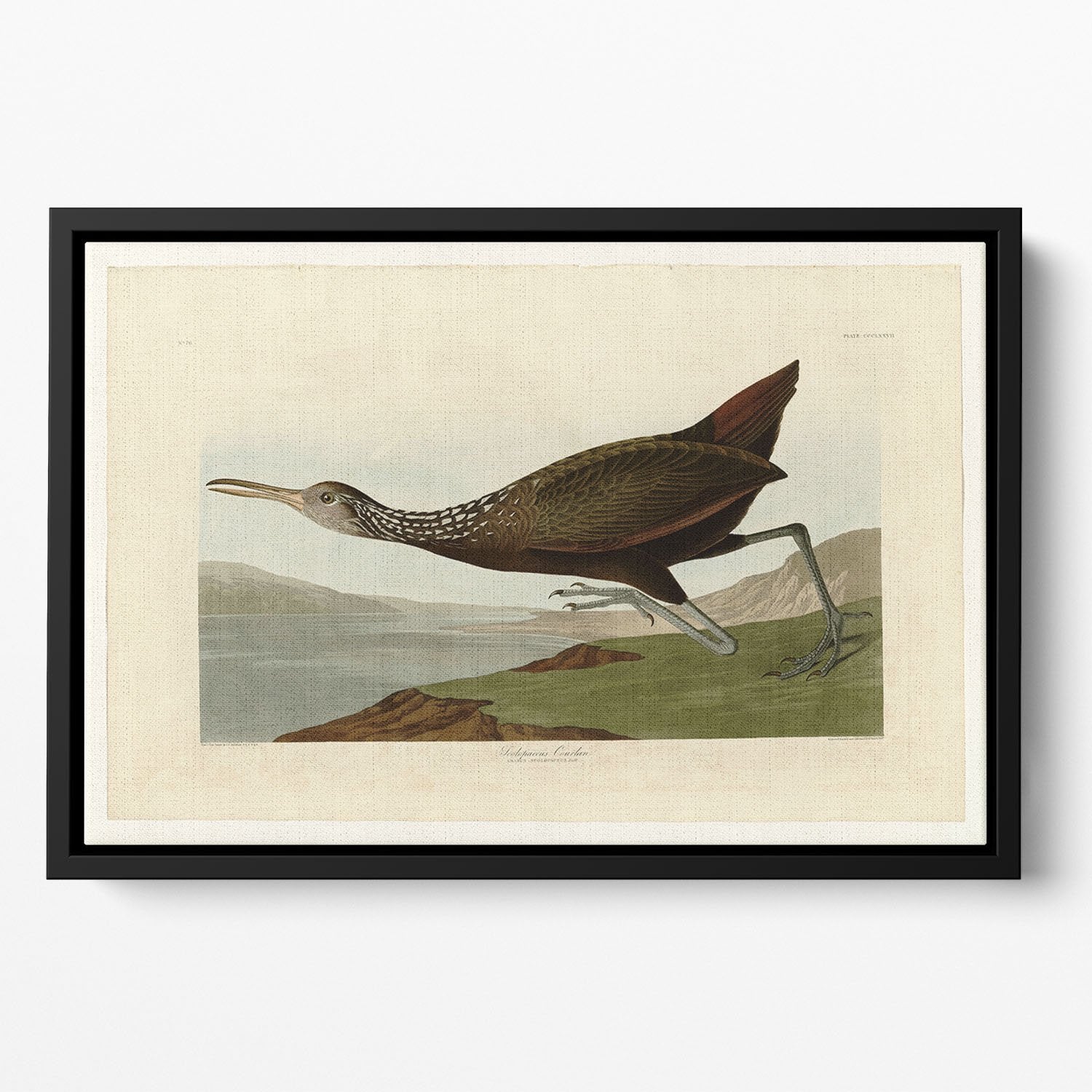 Scolopaceus Courlan by Audubon Floating Framed Canvas
