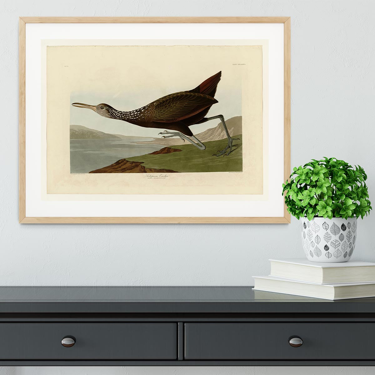 Scolopaceus Courlan by Audubon Framed Print - Canvas Art Rocks - 3