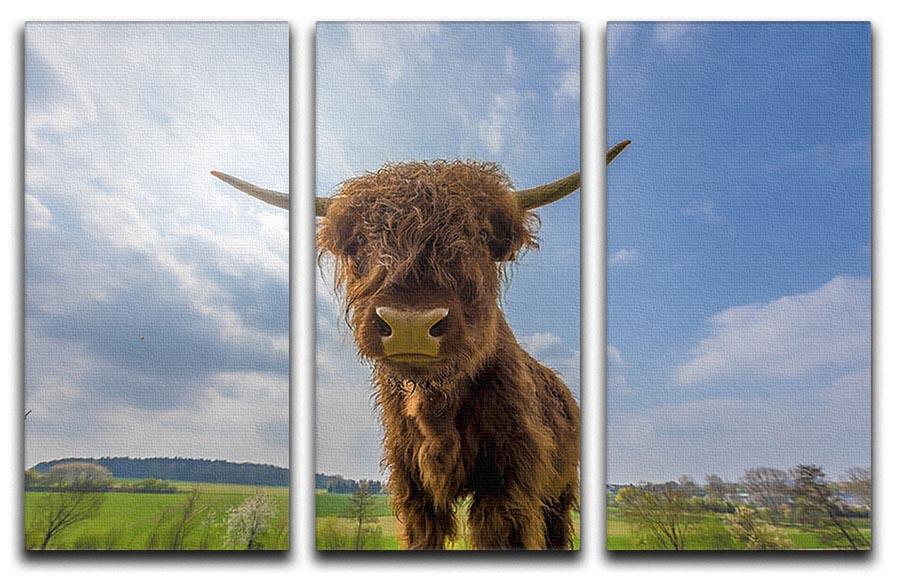 Scottish highland cattle on a pasture 3 Split Panel Canvas Print - Canvas Art Rocks - 1
