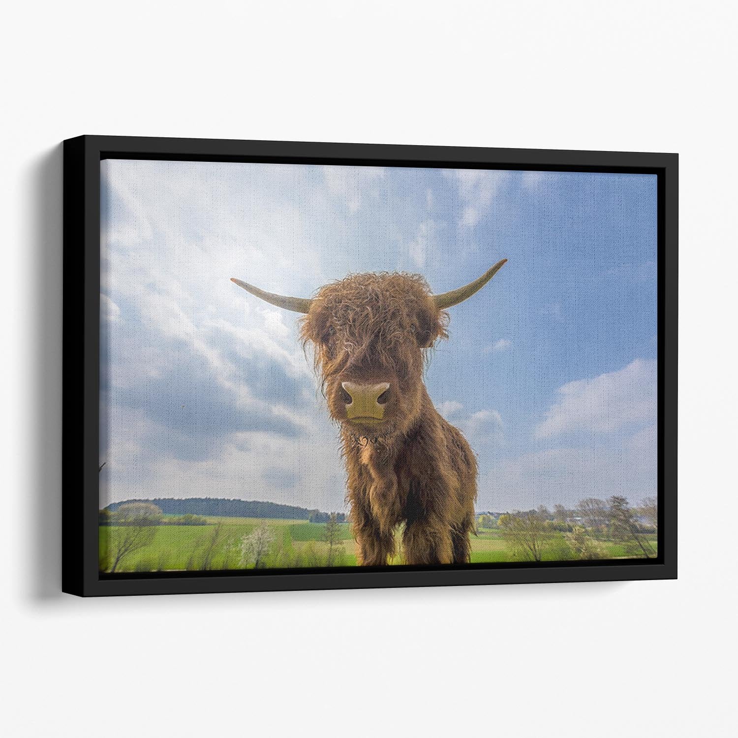 Scottish highland cattle on a pasture Floating Framed Canvas - Canvas Art Rocks - 1