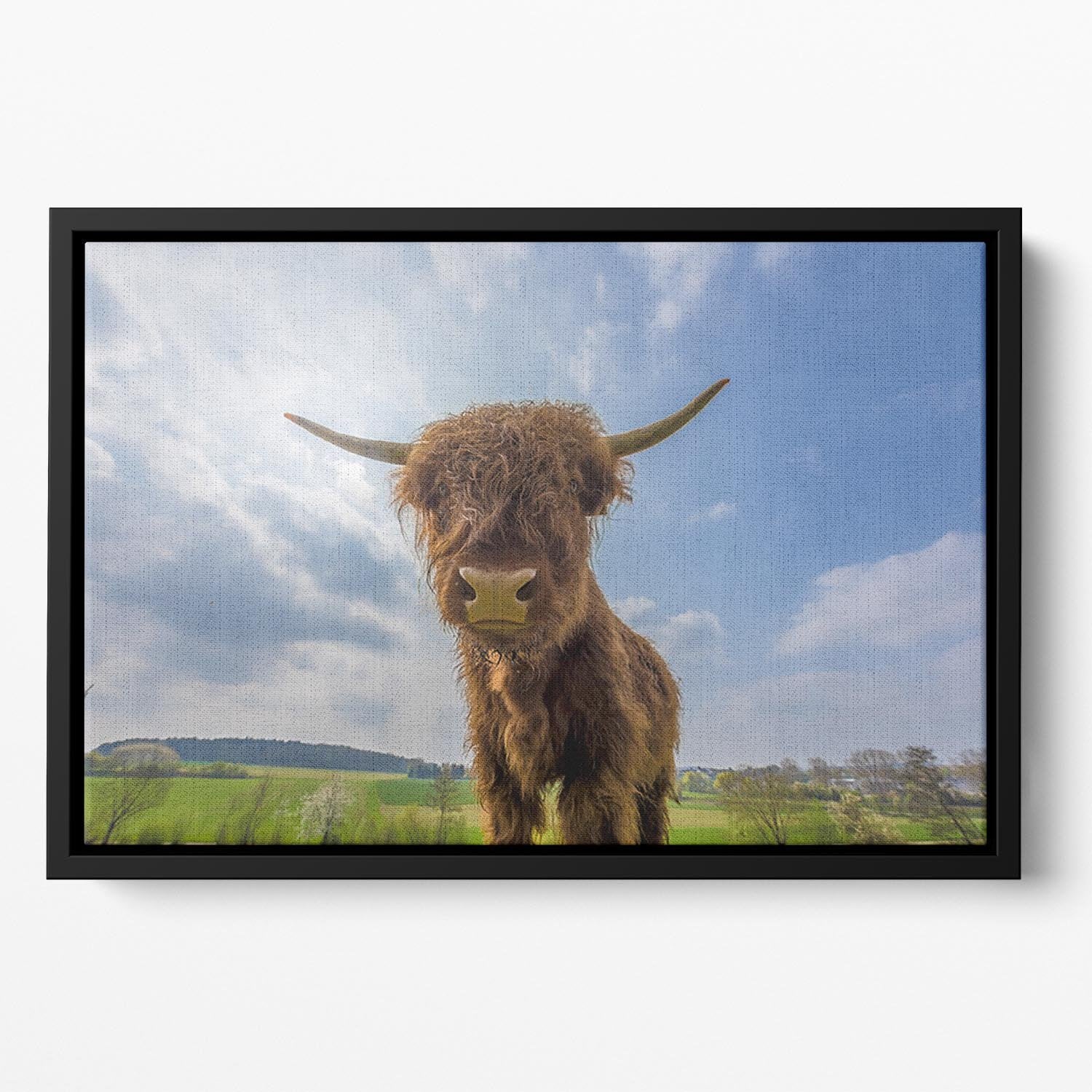 Scottish highland cattle on a pasture Floating Framed Canvas - Canvas Art Rocks - 2