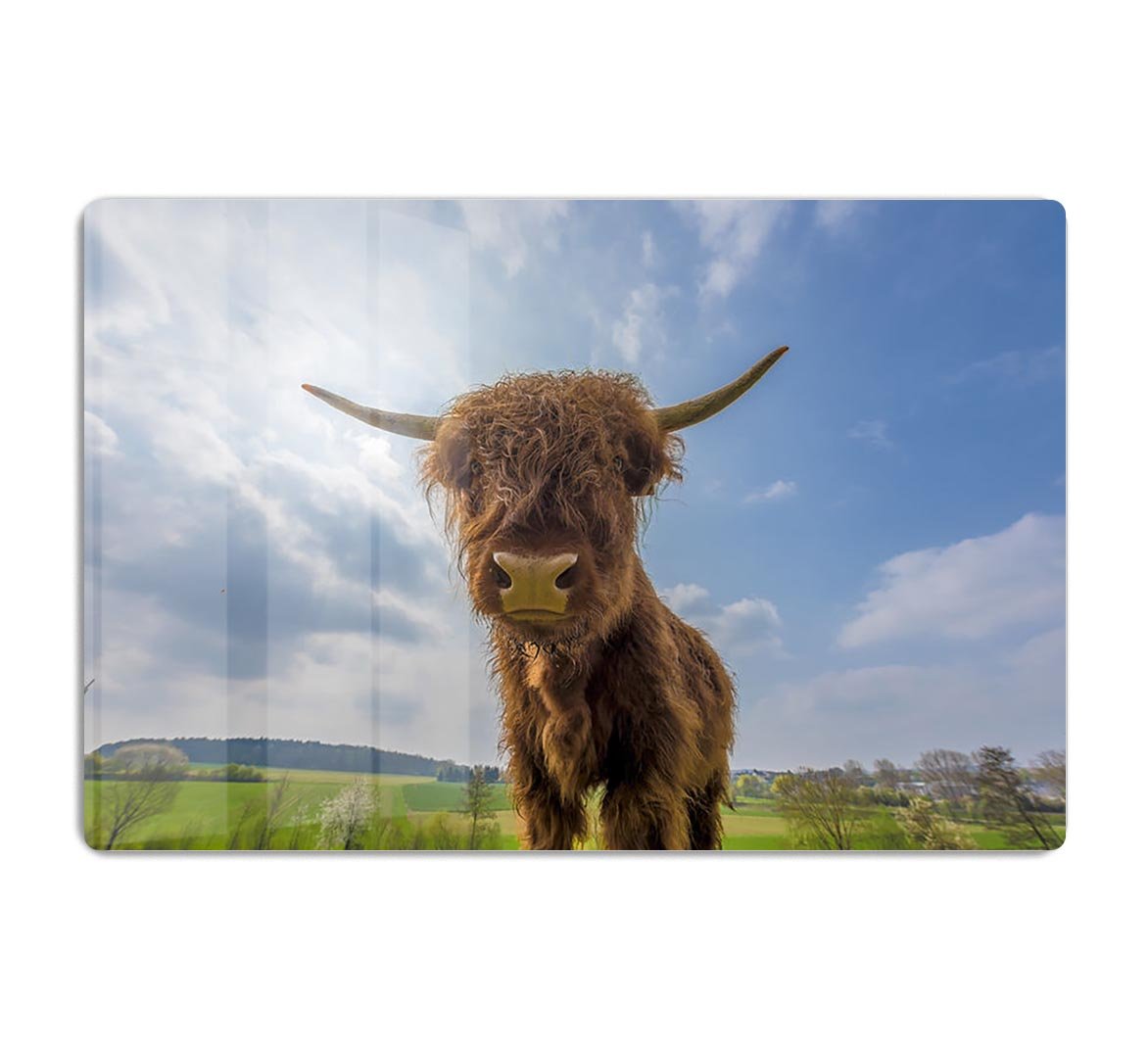 Scottish highland cattle on a pasture HD Metal Print - Canvas Art Rocks - 1