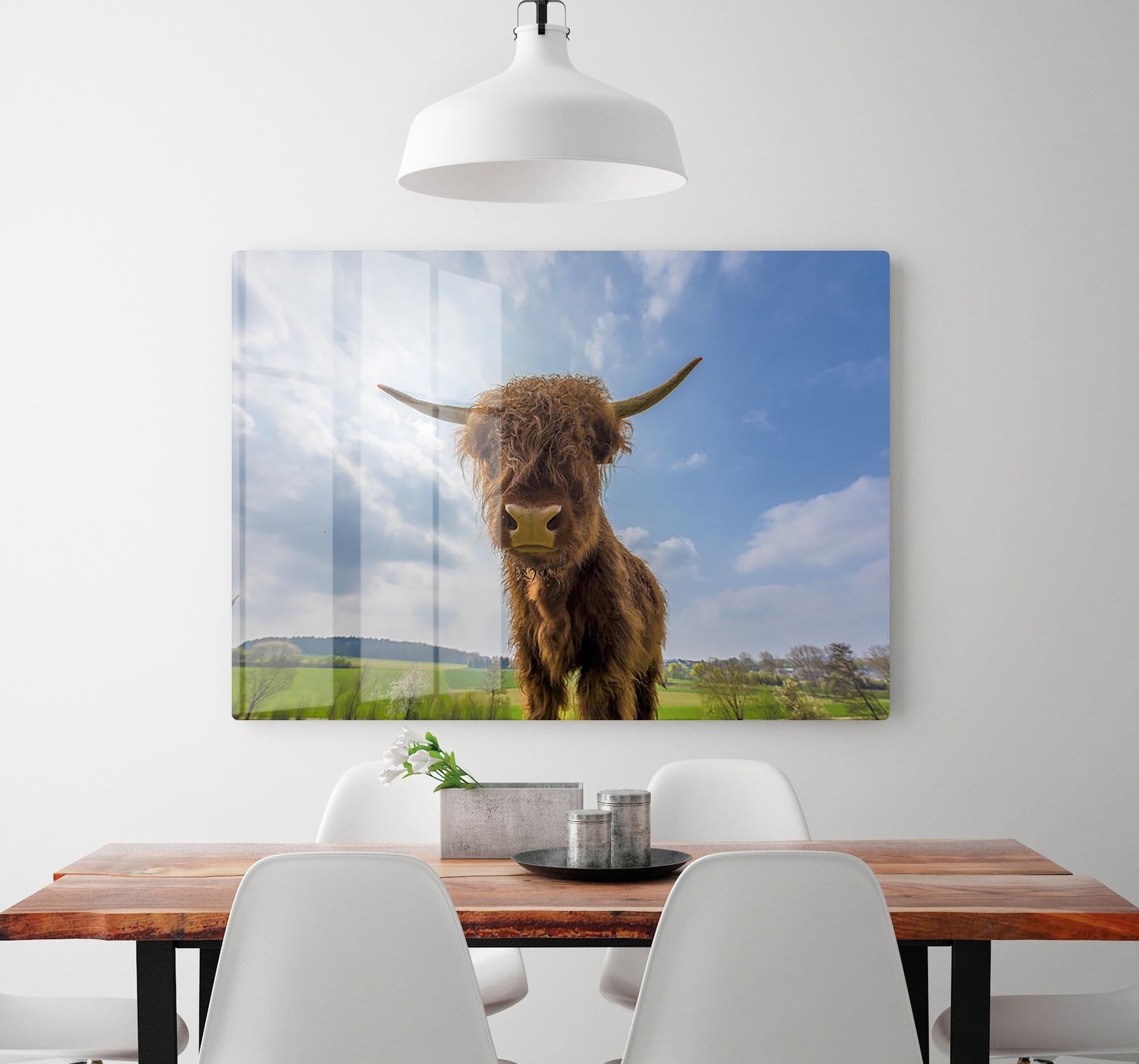 Scottish highland cattle on a pasture HD Metal Print - Canvas Art Rocks - 2