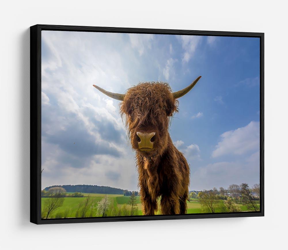 Scottish highland cattle on a pasture HD Metal Print - Canvas Art Rocks - 6
