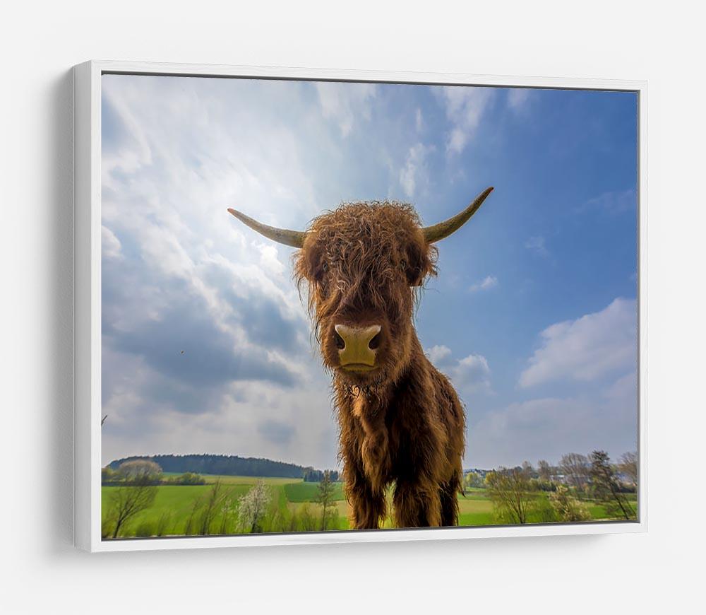 Scottish highland cattle on a pasture HD Metal Print - Canvas Art Rocks - 7