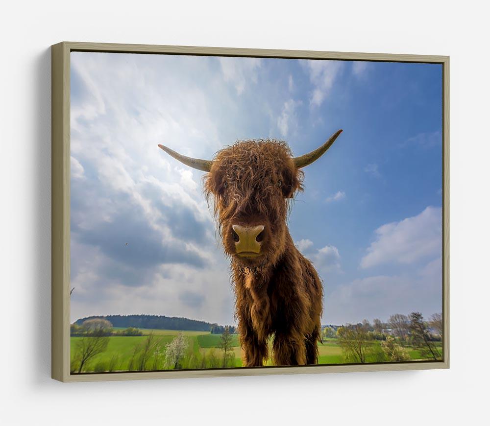 Scottish highland cattle on a pasture HD Metal Print - Canvas Art Rocks - 8