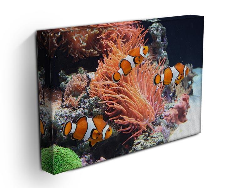 Sea anemone Canvas Print or Poster - Canvas Art Rocks - 3