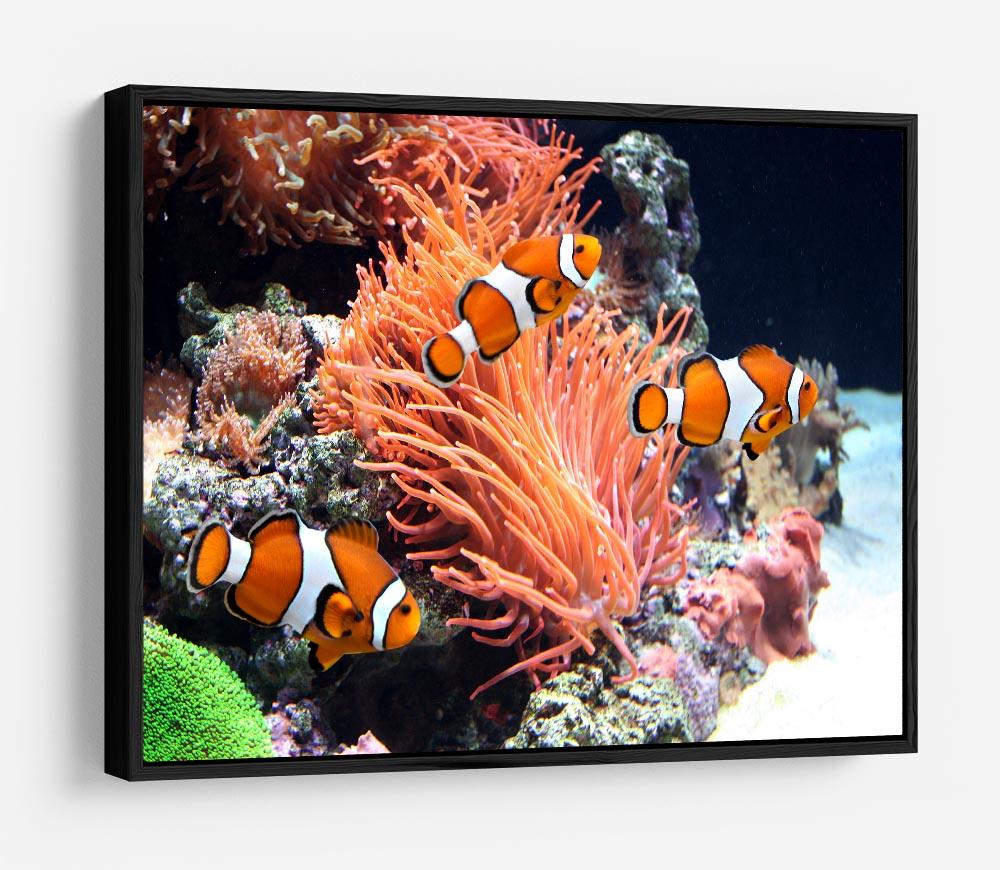 Sea anemone HD Metal Print