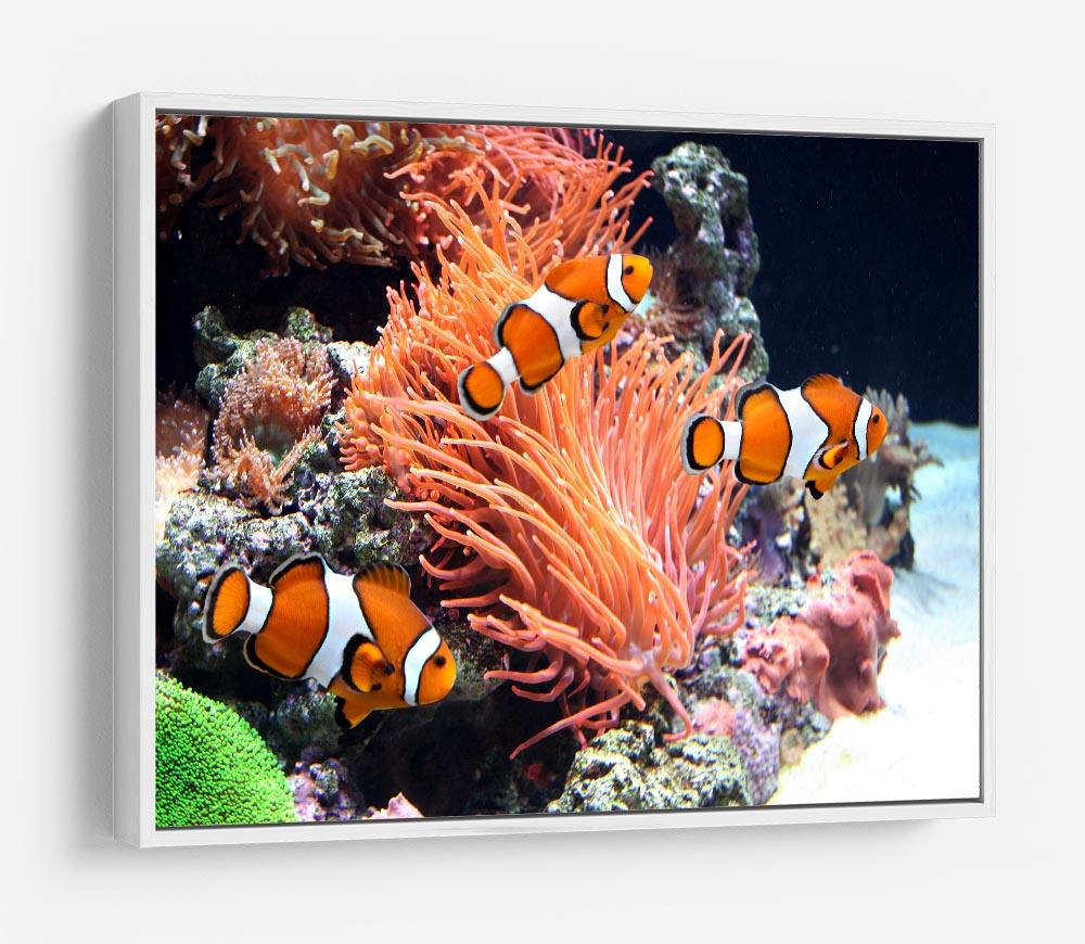 Sea anemone HD Metal Print