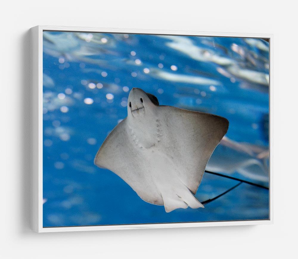 Sea stingray and marine life HD Metal Print