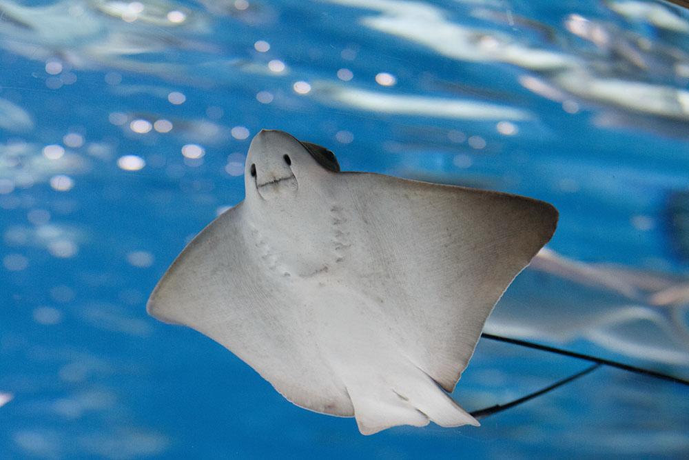 Sea stingray and marine life Wall Mural Wallpaper - Canvas Art Rocks - 1