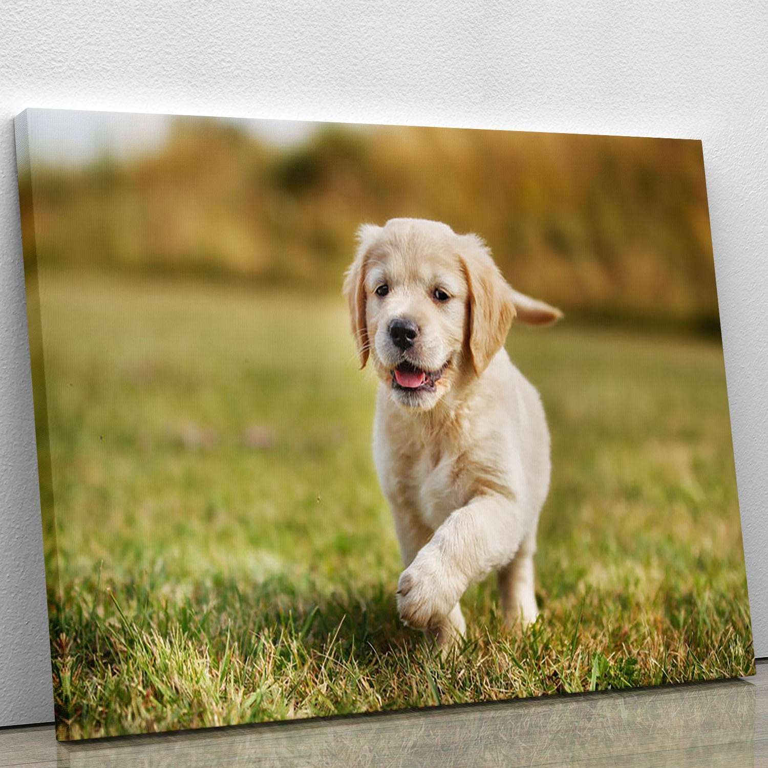 Seven week old golden retriever puppy Canvas Print or Poster