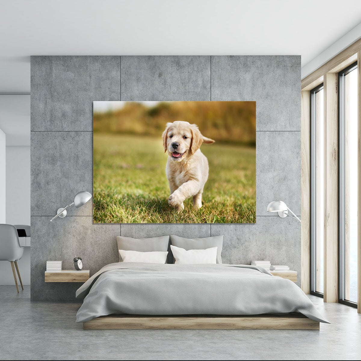 Seven week old golden retriever puppy Canvas Print or Poster