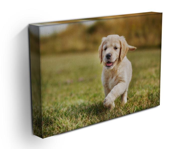 Seven week old golden retriever puppy Canvas Print or Poster - Canvas Art Rocks - 3