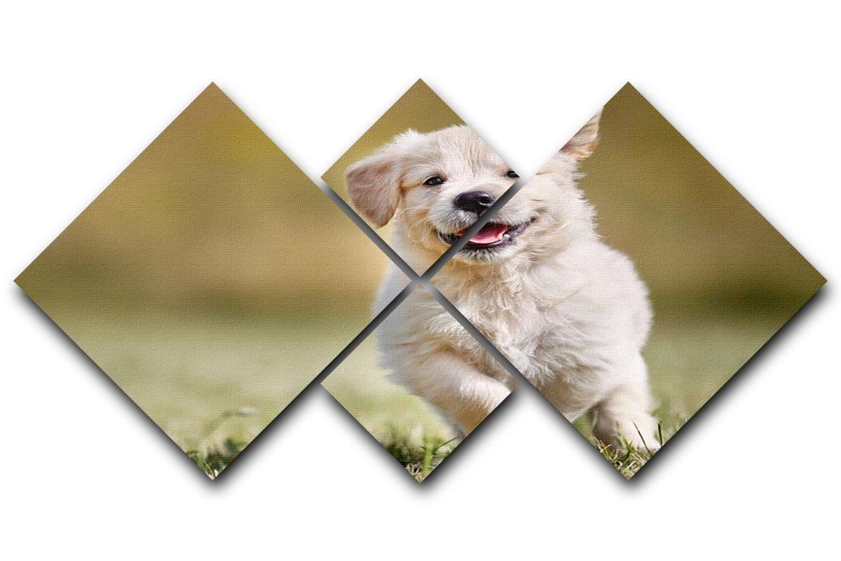 Seven week old golden retriever puppy outdoors 4 Square Multi Panel Canvas - Canvas Art Rocks - 1