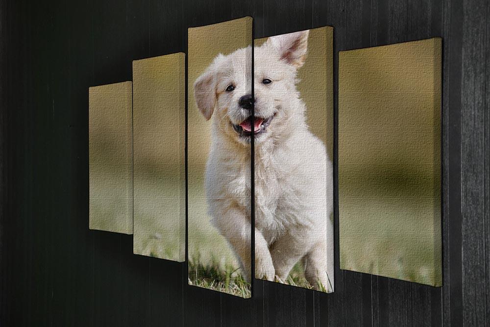 Seven week old golden retriever puppy outdoors 5 Split Panel Canvas - Canvas Art Rocks - 2