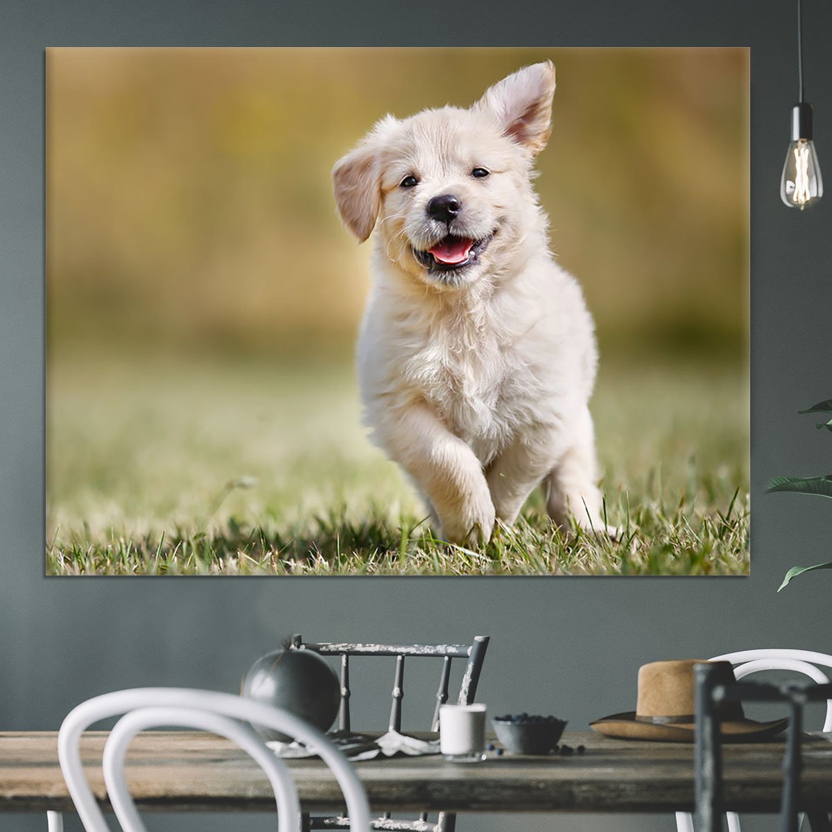 Seven week old golden retriever puppy outdoors Canvas Print or Poster