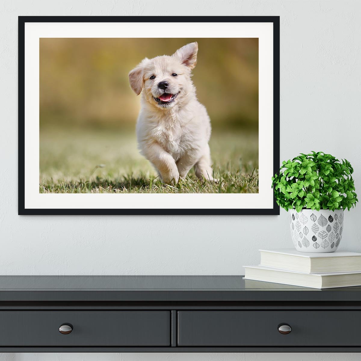 Seven week old golden retriever puppy outdoors Framed Print - Canvas Art Rocks - 1
