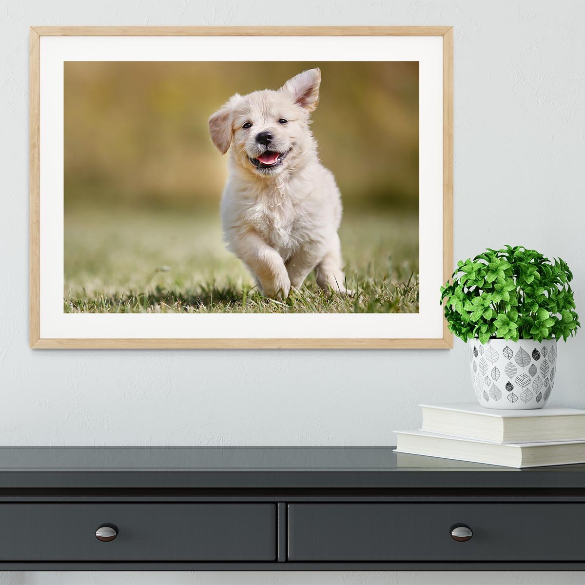 Seven week old golden retriever puppy outdoors Framed Print - Canvas Art Rocks - 3
