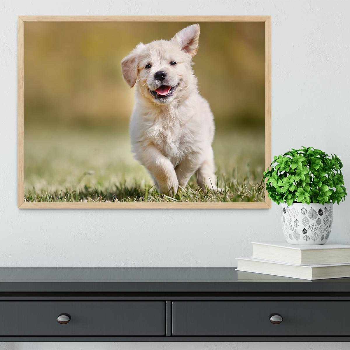 Seven week old golden retriever puppy outdoors Framed Print - Canvas Art Rocks - 4