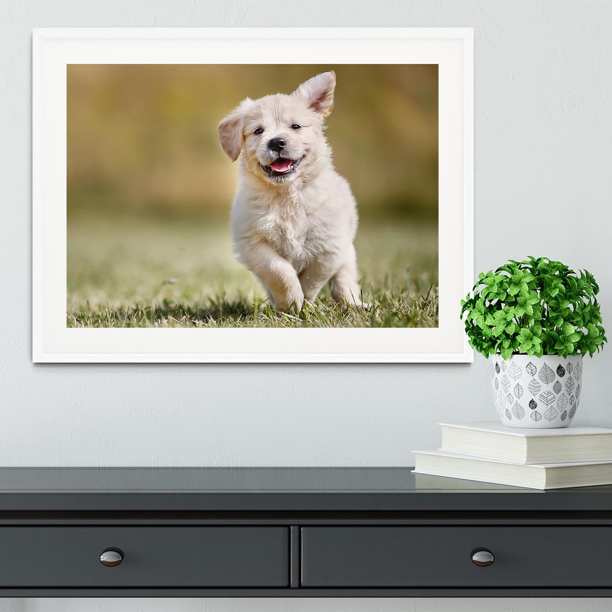 Seven week old golden retriever puppy outdoors Framed Print - Canvas Art Rocks - 5