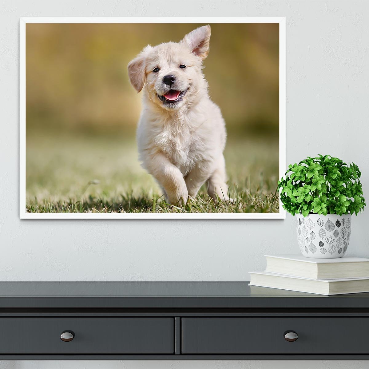 Seven week old golden retriever puppy outdoors Framed Print - Canvas Art Rocks -6