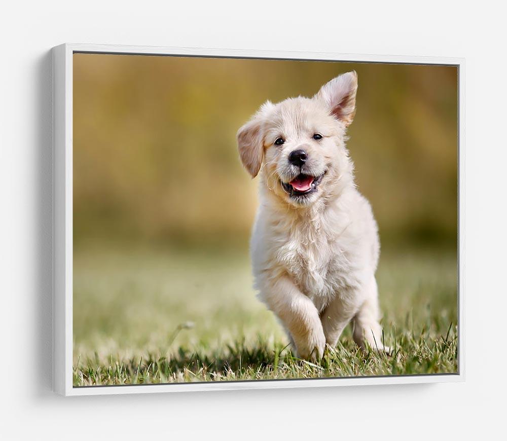 Seven week old golden retriever puppy outdoors HD Metal Print - Canvas Art Rocks - 7