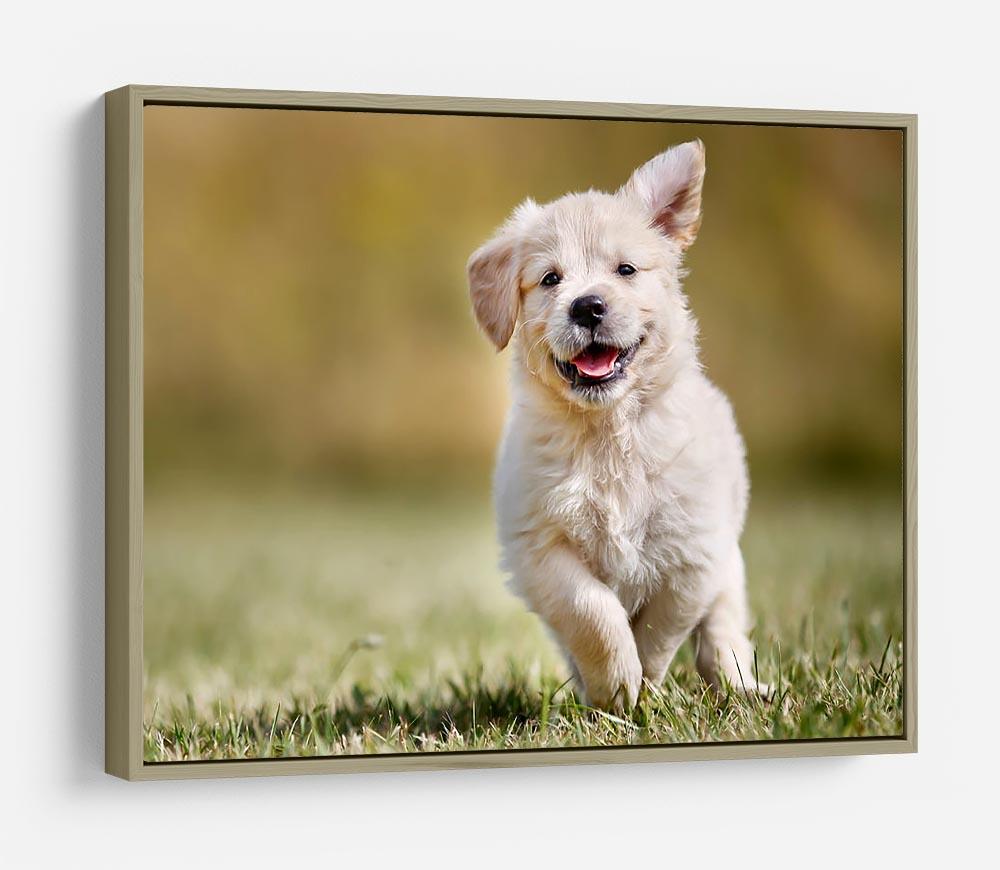 Seven week old golden retriever puppy outdoors HD Metal Print - Canvas Art Rocks - 8