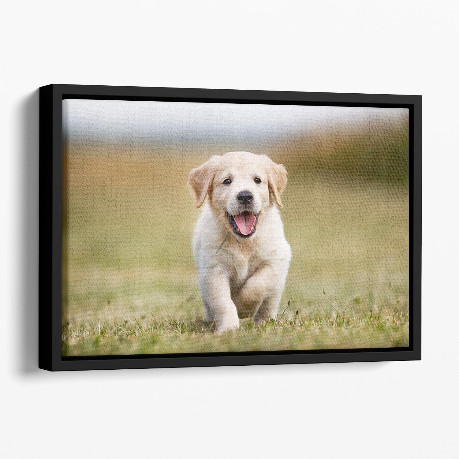 Seven week old golden retriever puppy outdoors on a sunny day Floating Framed Canvas - Canvas Art Rocks - 1