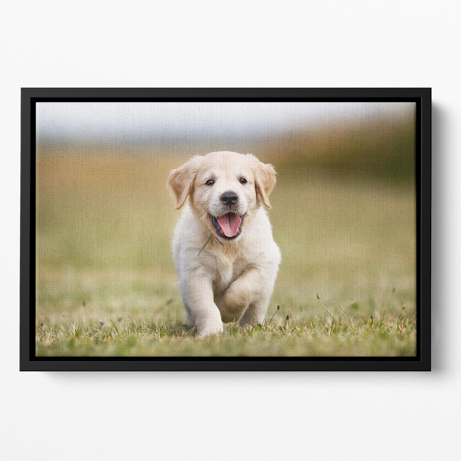 Seven week old golden retriever puppy outdoors on a sunny day Floating Framed Canvas - Canvas Art Rocks - 2