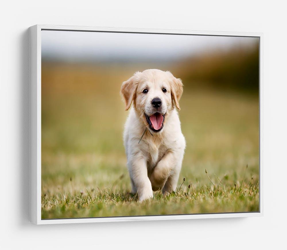 Seven week old golden retriever puppy outdoors on a sunny day HD Metal Print - Canvas Art Rocks - 7