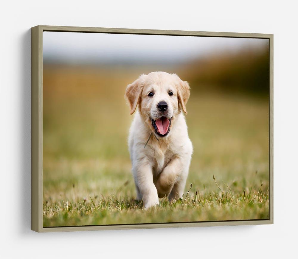Seven week old golden retriever puppy outdoors on a sunny day HD Metal Print - Canvas Art Rocks - 8
