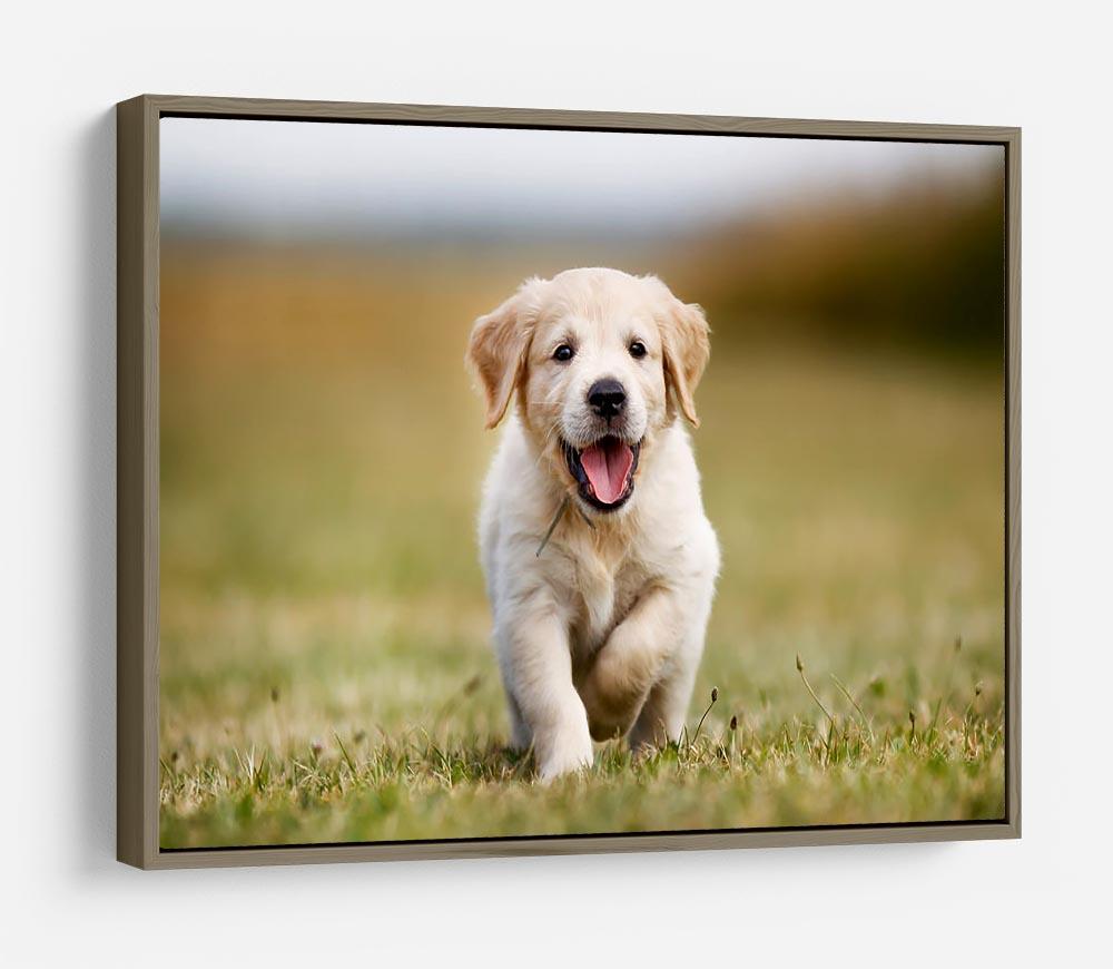 Seven week old golden retriever puppy outdoors on a sunny day HD Metal Print - Canvas Art Rocks - 10