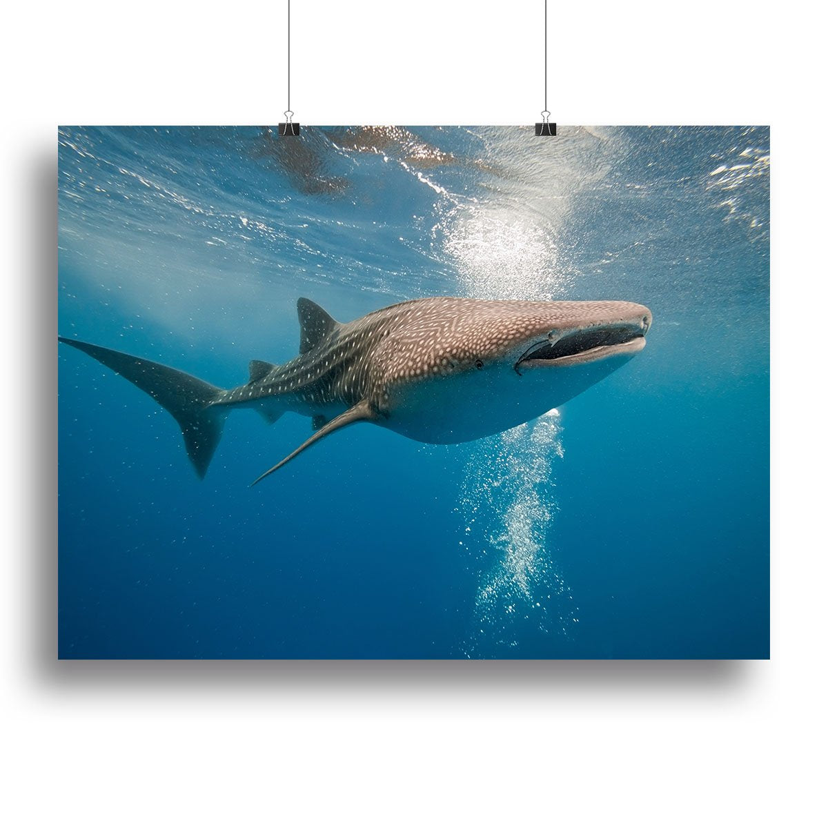 Shark Canvas Print or Poster