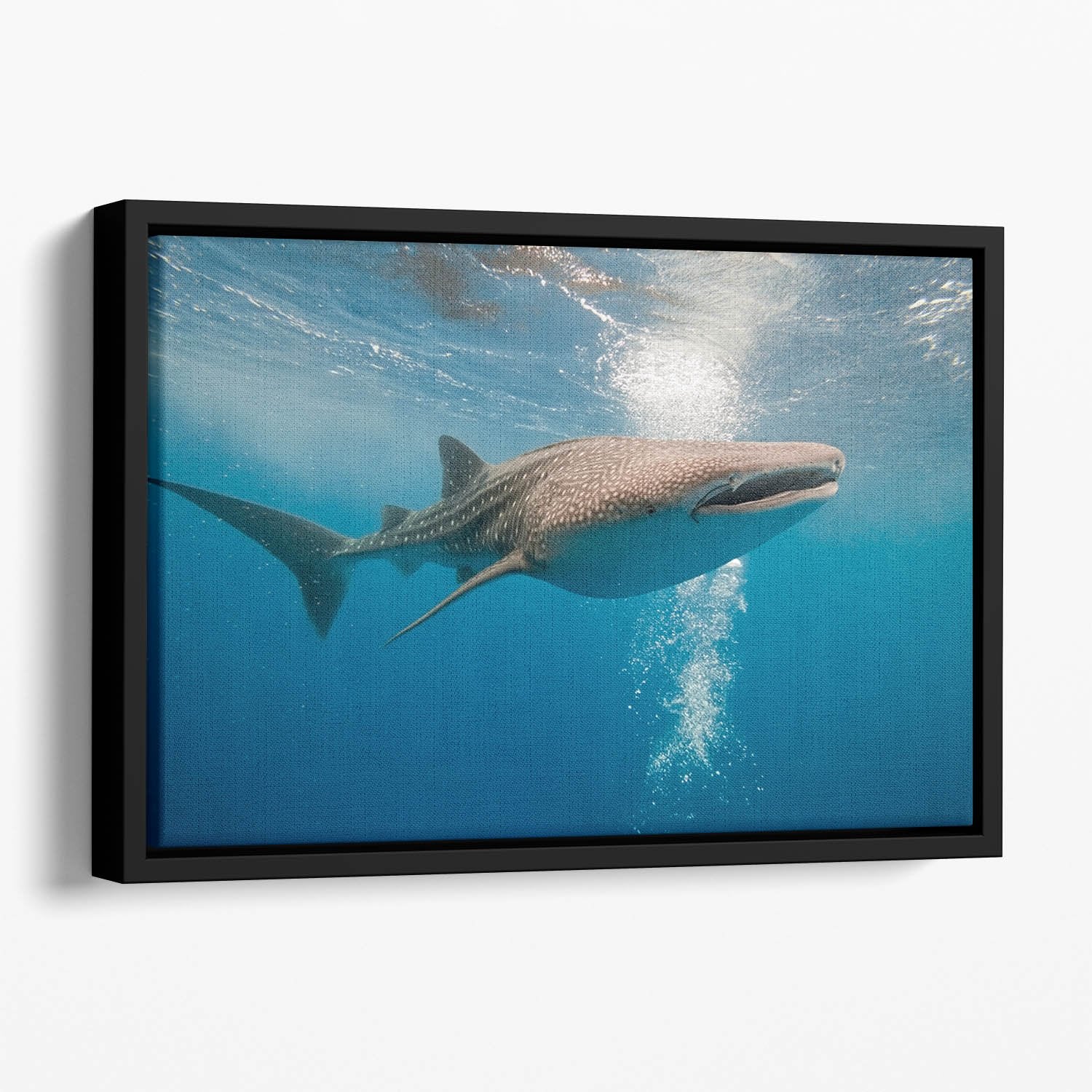 Shark Floating Framed Canvas
