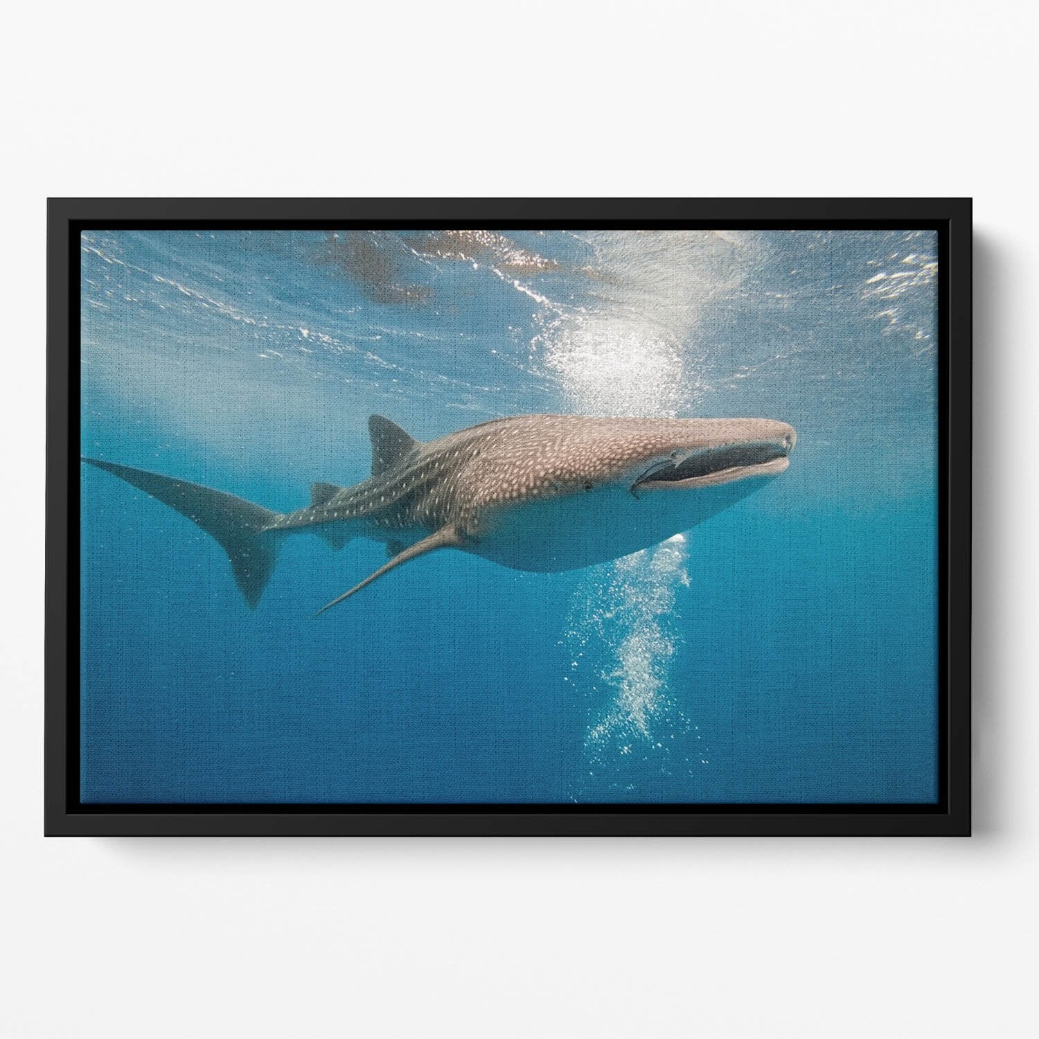 Shark Floating Framed Canvas