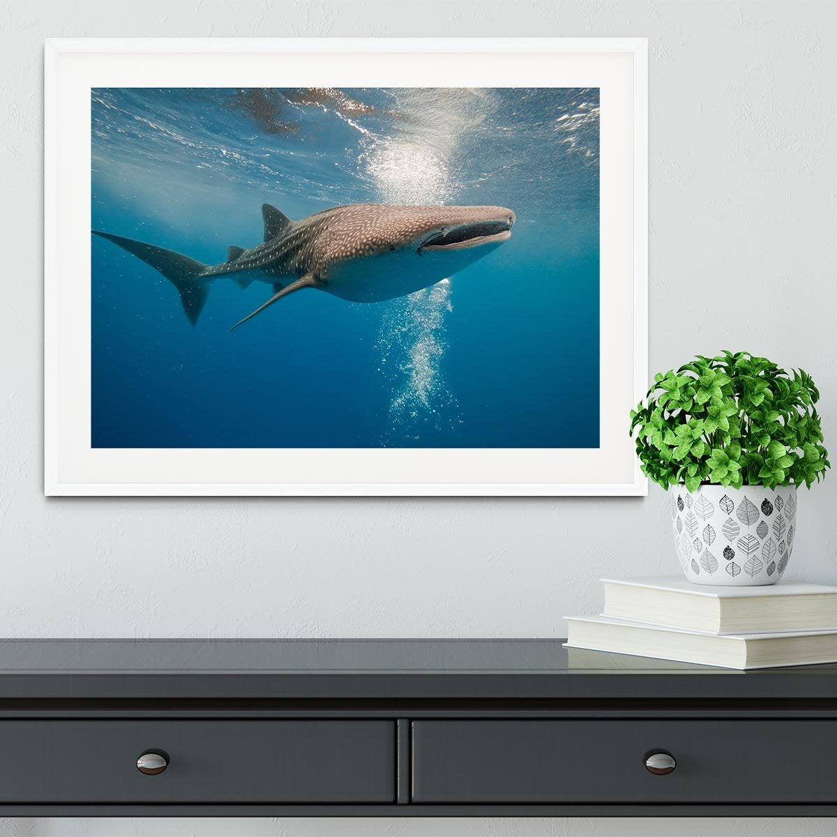 Shark Framed Print - Canvas Art Rocks - 5