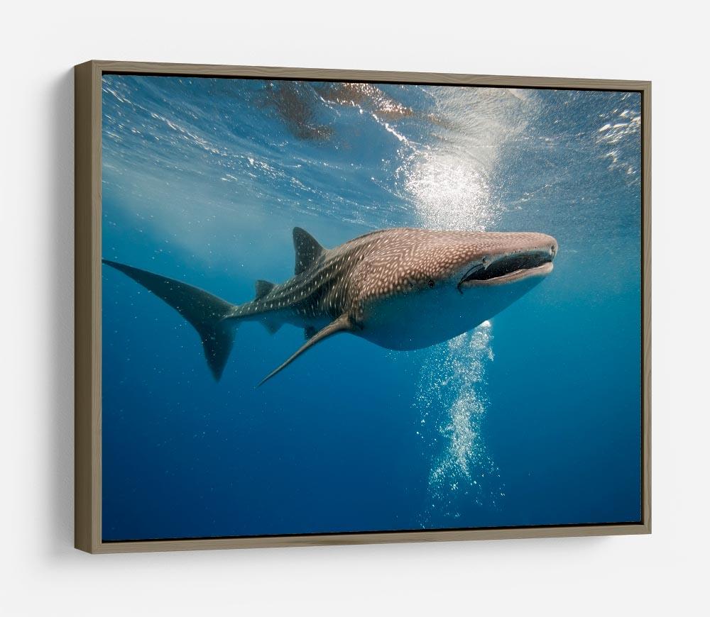 Shark HD Metal Print