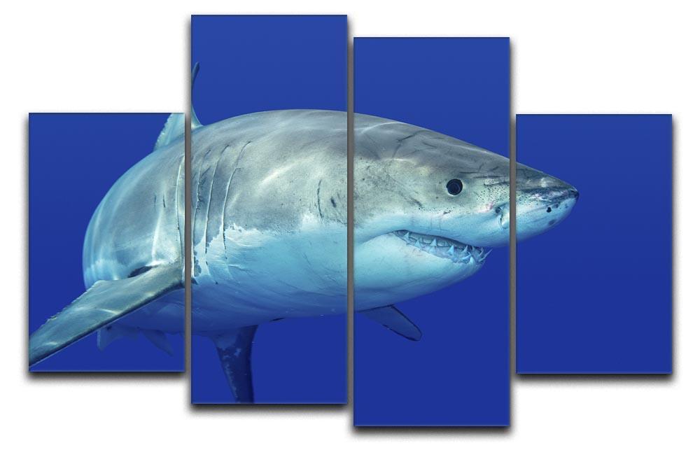 Shark swimming looking for food 4 Split Panel Canvas  - Canvas Art Rocks - 1